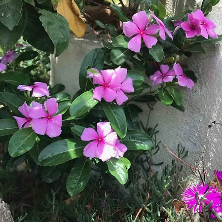 Villa Cegonha Powered By Cegonha Resort- Private Swimming Pool & Air Con *