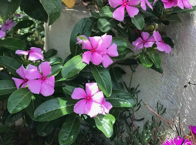 别墅 Cegonha Powered By Cegonha Resort- Private Swimming Pool & Air Con *